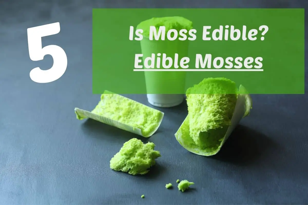 Is Moss Edible? Top 5 Edible Mosses | Outdoor Moss