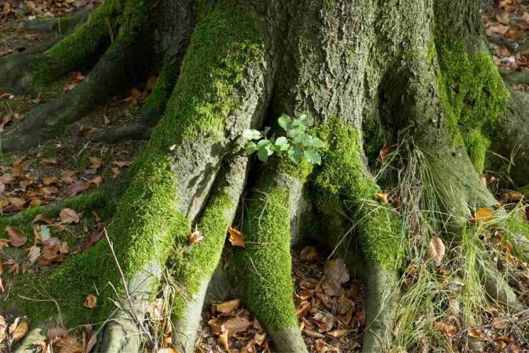 How Does Moss Grow On Trees? And Why?