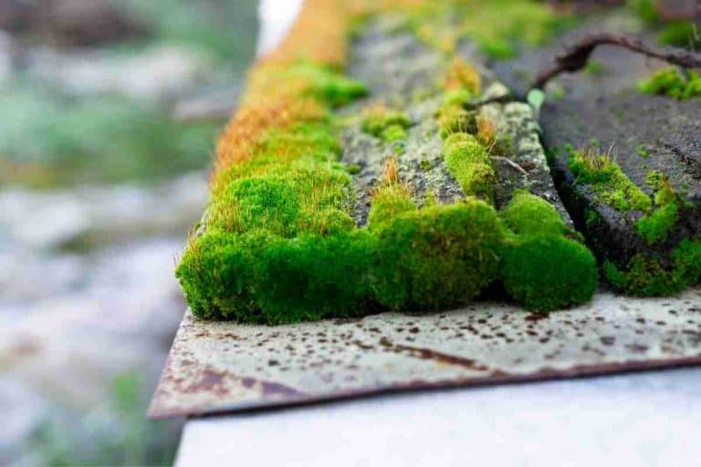 How To Grow Moss On Wood? In 6 Easy Steps!