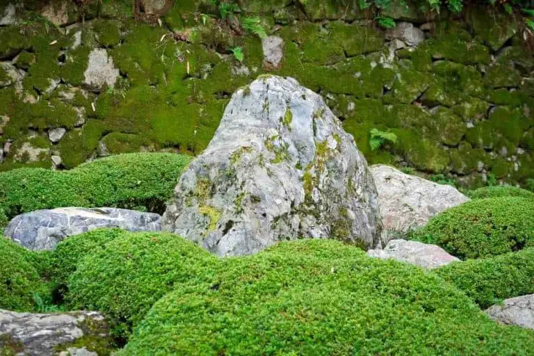 11 Types Of Moss That Grows On Rocks!