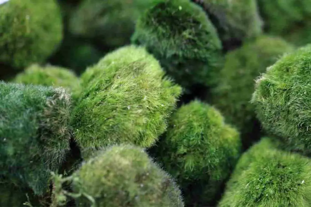moss ball that are alive