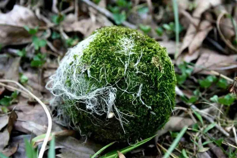 Are Moss Balls Alive? Everything You Need To Know!