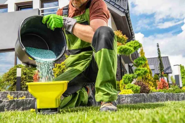 What Is The Best Time To Apply Moss Killer To The Lawn?
