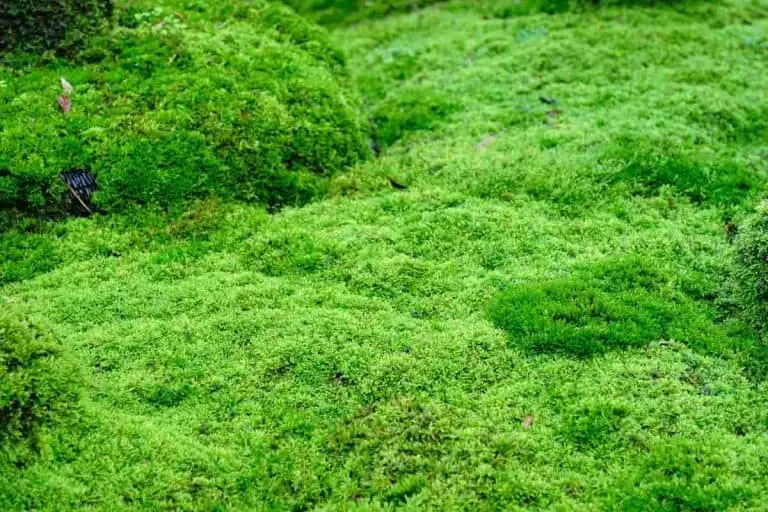 7 Easy Tips To Make Moss Grow Faster!