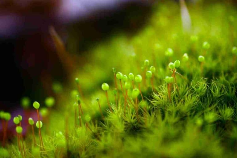 How Does Moss Reproduce? (Asexually And Sexually)