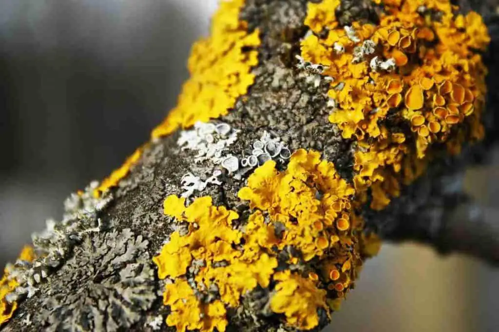Types of Lichen on tree branch