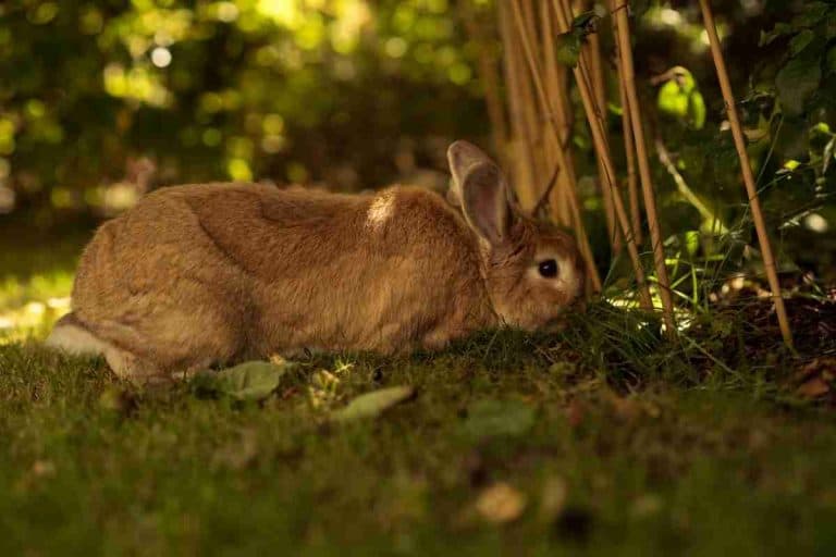 Can Rabbits Eat Moss?