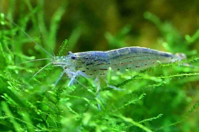 How To Grow Algae For Shrimp In An Aquarium?
