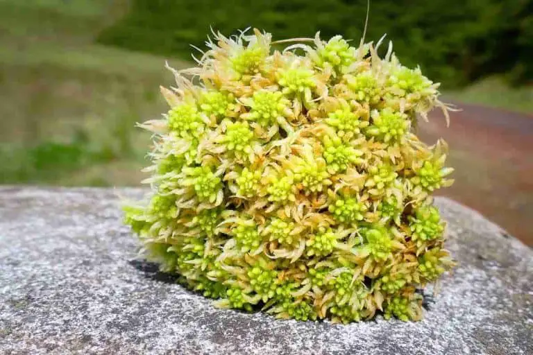 Does Sphagnum Moss Turn Green? Live Or Dried
