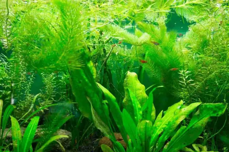 5 Simple Methods To Promote Algae Growth!