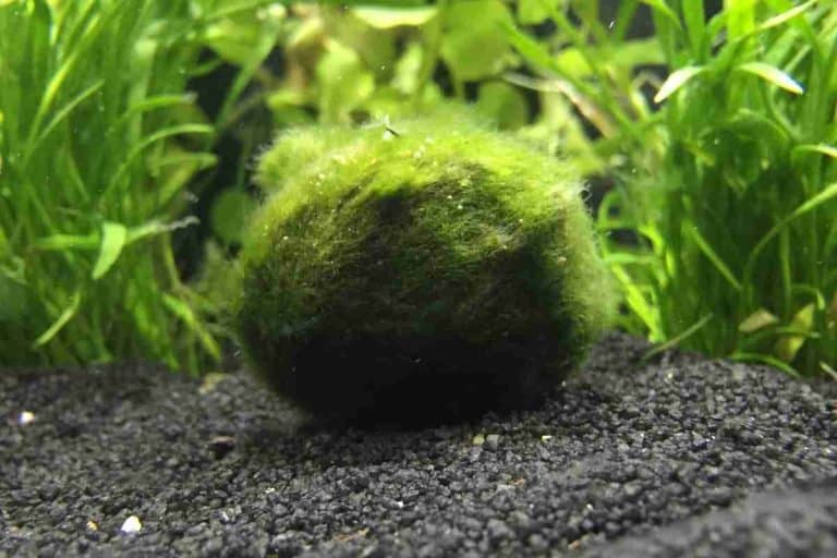 Marimo Moss Balls: Are They Safe?