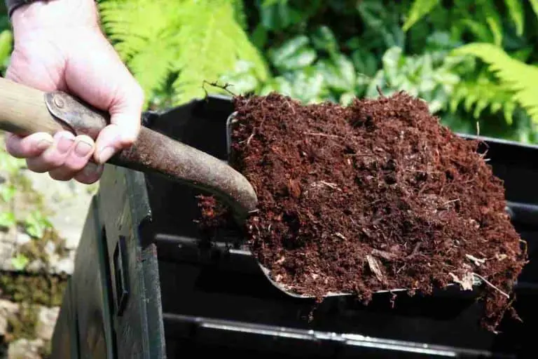 Can Moss Be Composted?  Composting Moss