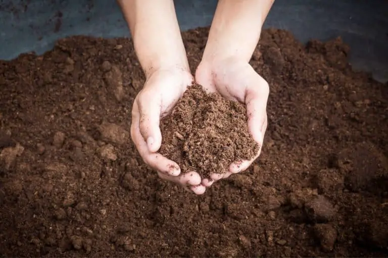 5 Steps To Make Your Own Peat Moss